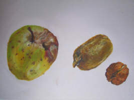 &Eacute;tude de fruits, 2017 (collection priv&eacute;e)